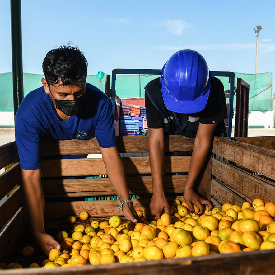 Staff from Banco de Alimentos Perú (BAP) and agency partner ESMIRNA collect surplus satsuma mandarins donated by La Calera Agrícola.