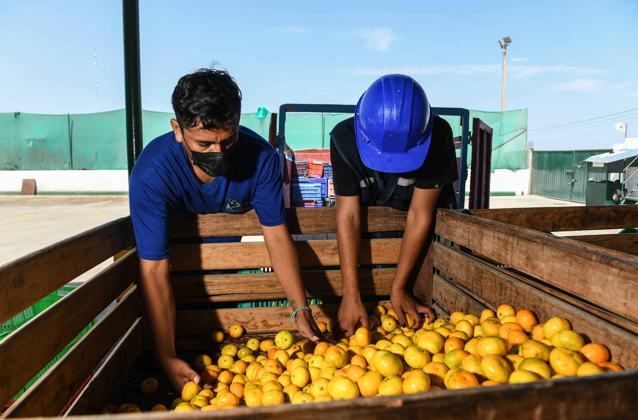 Staff from Banco de Alimentos Perú (BAP) and agency partner ESMIRNA collect surplus satsuma mandarins donated by La Calera Agrícola.