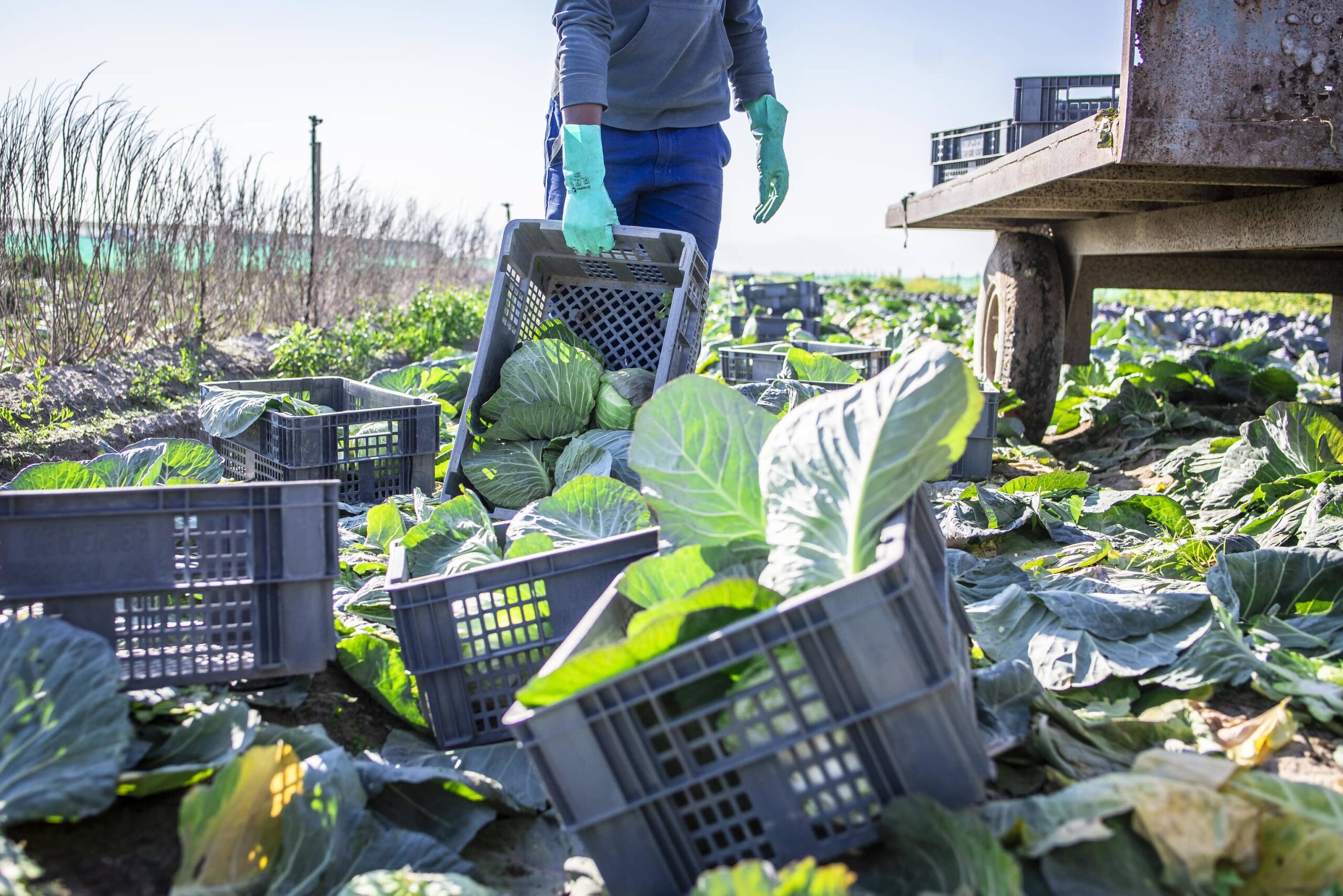 A staff member of Dew Crisp Farm gathers surplus cabbage to be donated to FoodForward SA.